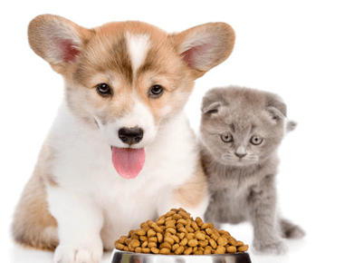 What Are The Differences Between Cat And Dog Food?