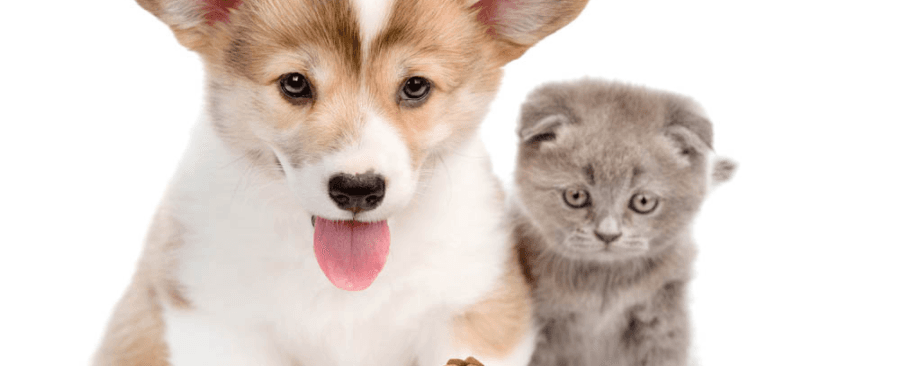 What Are The Differences Between Cat And Dog Food?