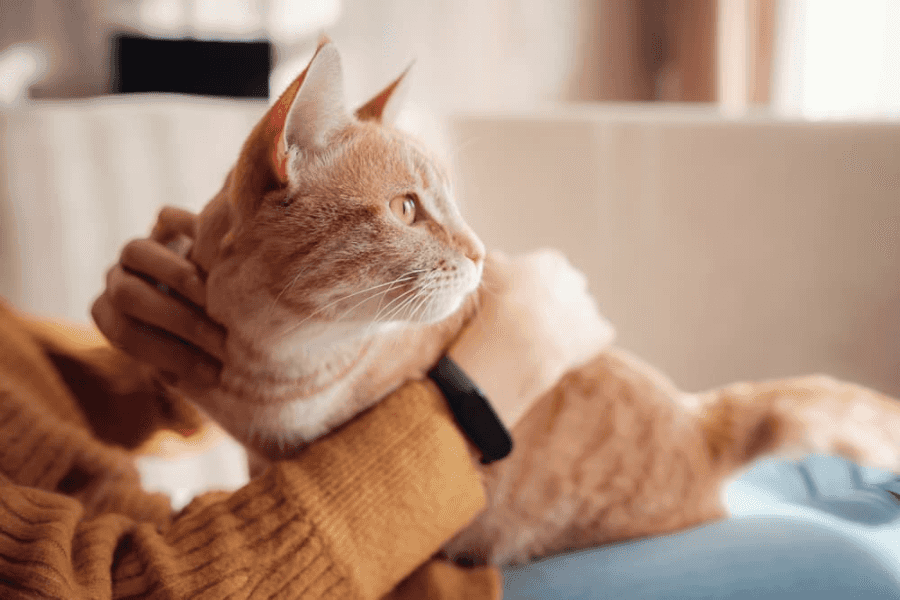 Tips for Freshening Feline Breath