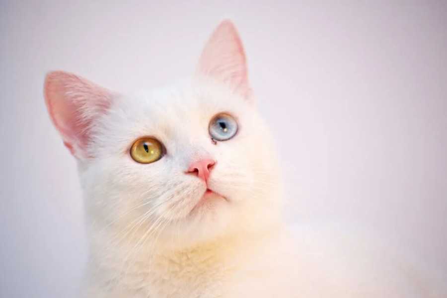 Turkish Angora