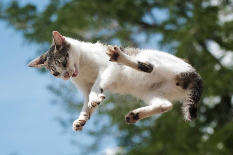 The Physics Behind a Cat's Fall