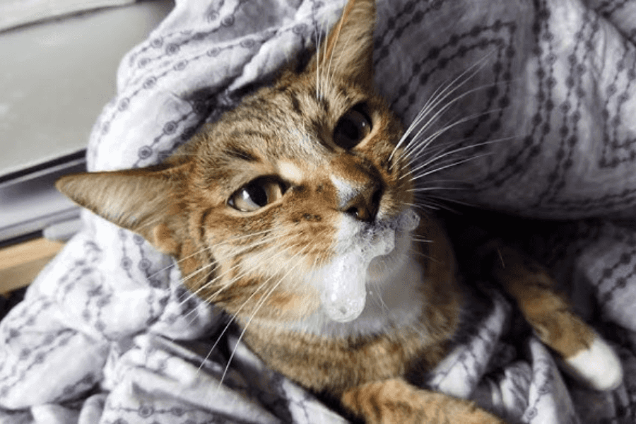 What to Do If Your Cat Is Foaming at the Mouth