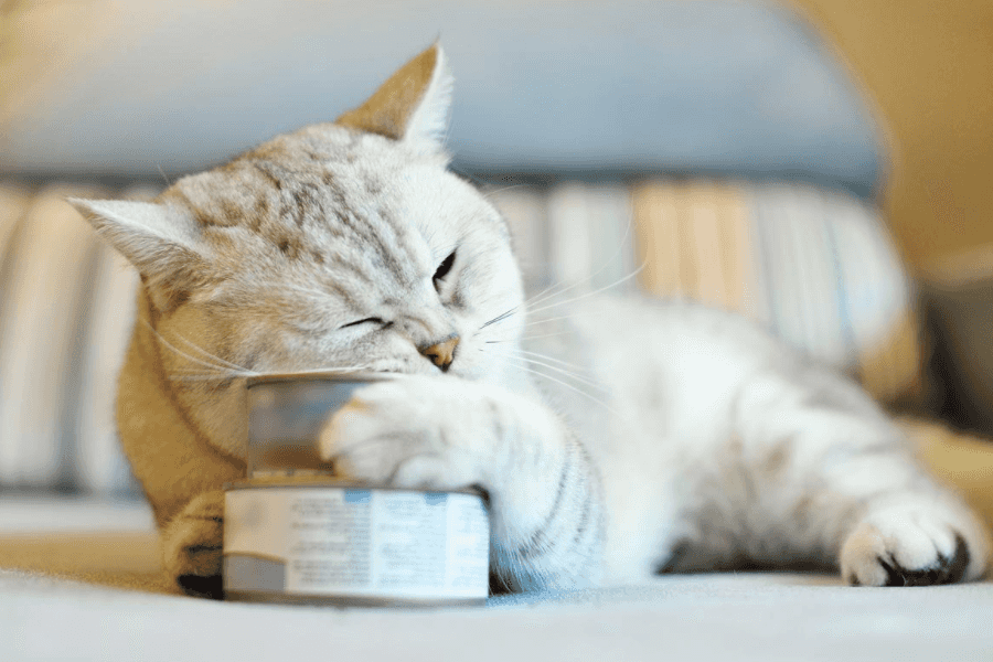 How Much Does Cat Food Cost Per Month 100 Committed To Your Cats 