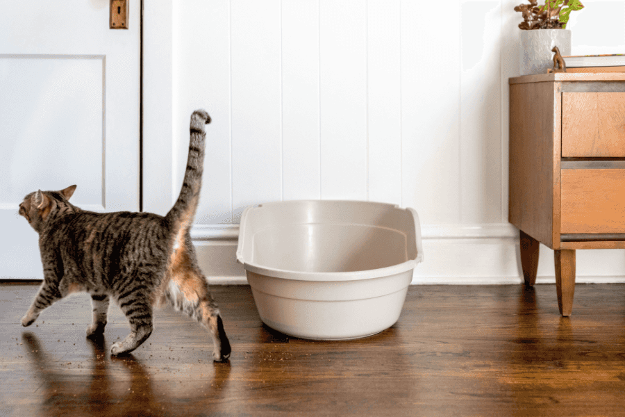 Why Do Cats Poop Outside the Litter Box?