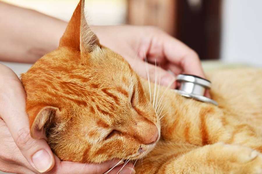 When to Be Concerned About Your Cat's Coughing