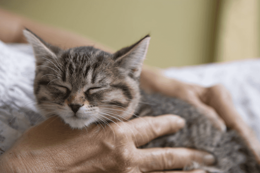 Purring Frequency and Health Benefits