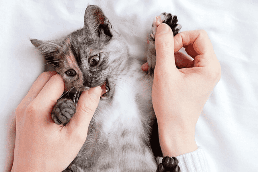 Seeking medical care for cat bites