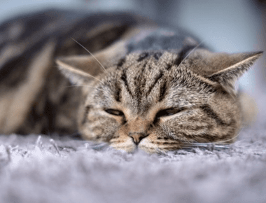 How to Tell When Your Cat is Sick 🤒 13 Common Symptoms