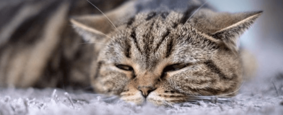 How to Tell When Your Cat is Sick 🤒 13 Common Symptoms