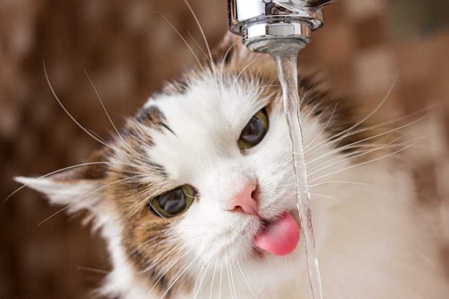 The Importance of Hydration for Cats