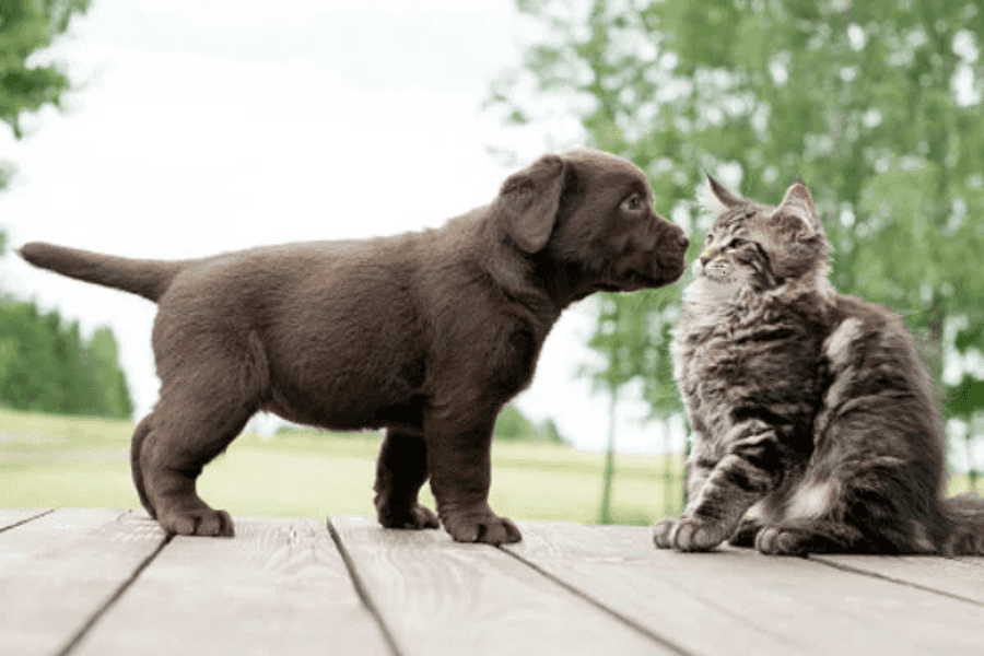 Why Do Dogs Eat Cat Poop?