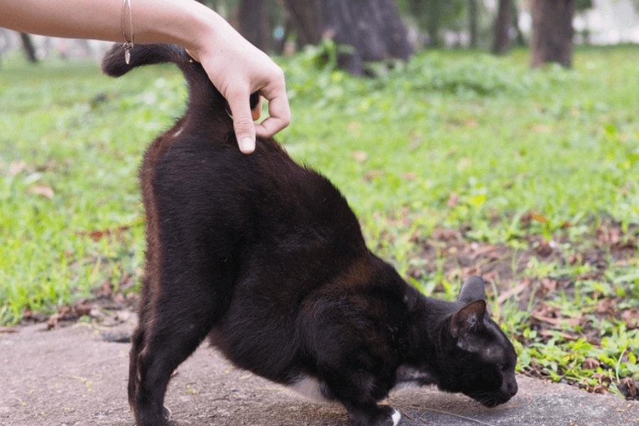 Why Do Cats Raise Their Butt When You Pet Them?