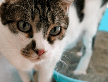 Is Cat Urine Toxic To Your Health? 3 Facts & Tips