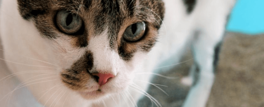 Is Cat Urine Toxic To Your Health? 3 Facts & Tips