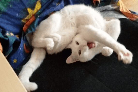 why-are-cats-so-flexible-vet-explains-100-committed-to-your-cats