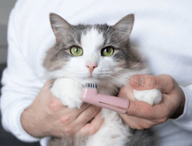 Do You Need To Brush Cat Teeth? Experts Explain