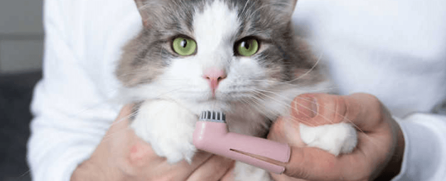 Do You Need To Brush Cat Teeth? Experts Explain