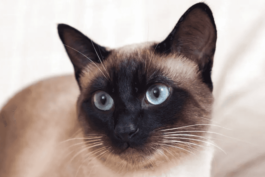 Siamese