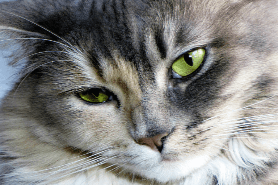 Feline Herpes Virus Flare-Up