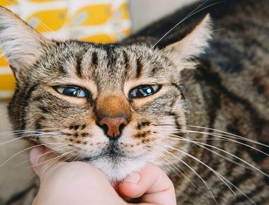 Is Having a Cat Good for Mental Health?