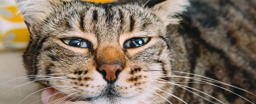 Is Having a Cat Good for Mental Health?