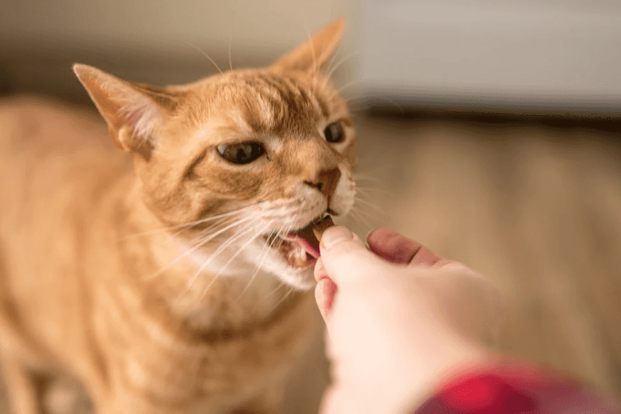 Cat eating dental treat