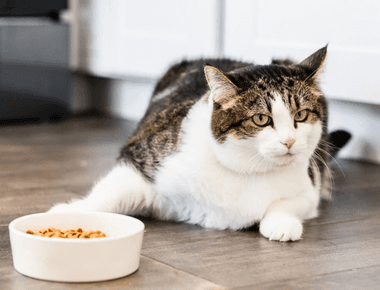 Why Your Cat Won't Eat? 10 Possible Reasons