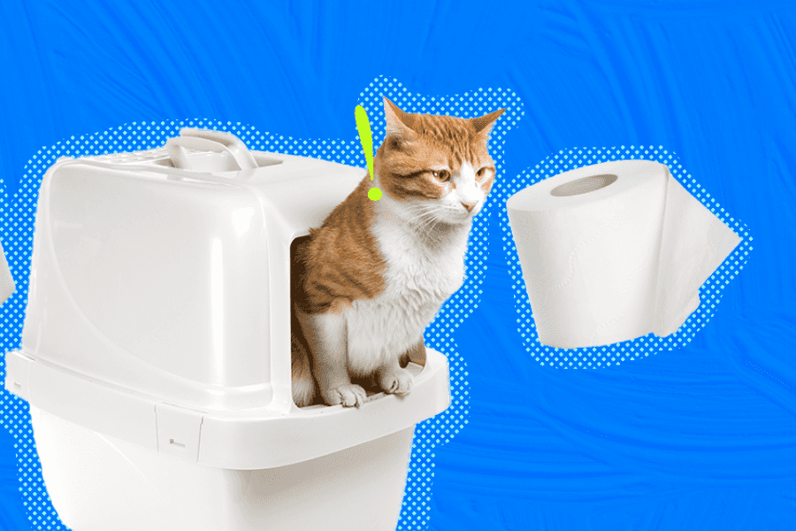 Diarrhea in Cats