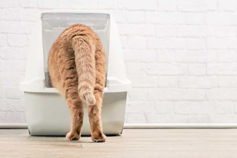 Understanding Your Cat's Urination Habits