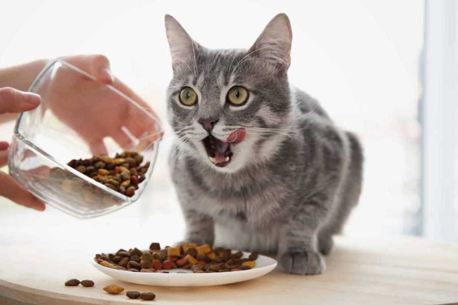 Best Cat Food Options