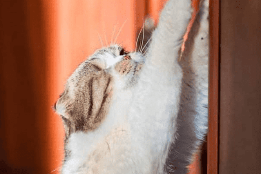 Why Do Cats Scratch Doors?