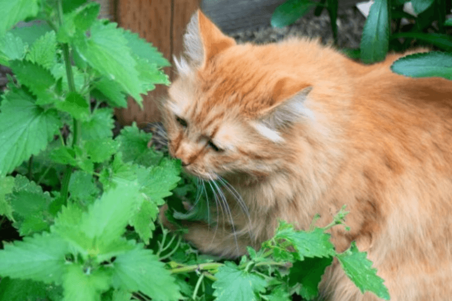 Cat Sniffing Catnip