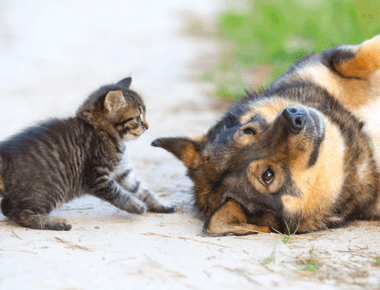 Why Do Cat And Dogs Fight? What Does It Mean?