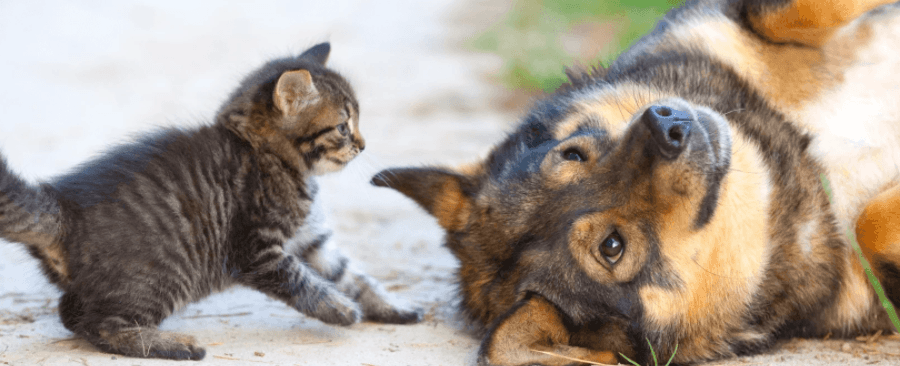 Why Do Cat And Dogs Fight? What Does It Mean?