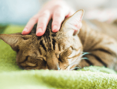 Understanding Cat Seizures | What to Do and How to Help