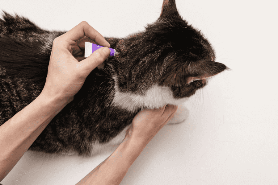 Flea Prevention