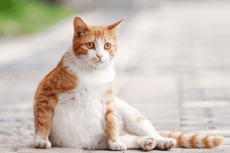 Can You Spay A Pregnant Cat? Vet Explains 100 Committed to Your Cats