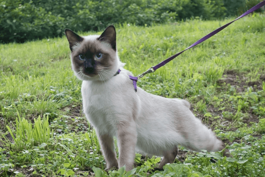 Cat being walked outside on leash