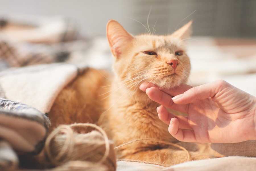 The Science Behind Cats and Mental Health