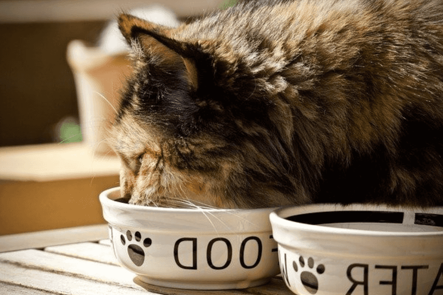 Dangers of Underweight Cats