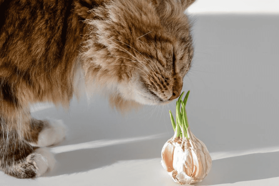 Garlic and Cats: A Dangerous Combination