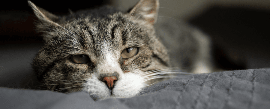 What Happens When A Cat Dies Naturally? 5 Signs You Need To Know