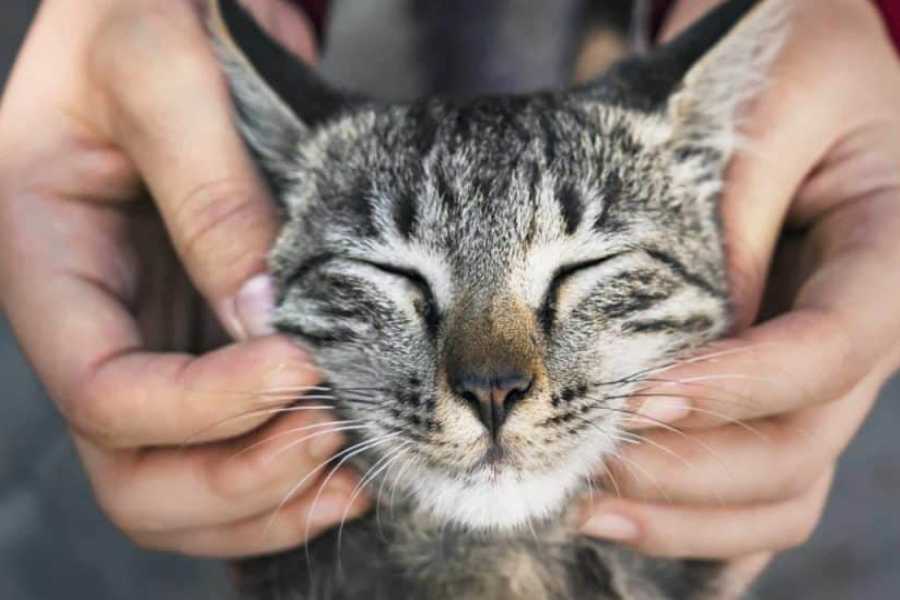 How to Pet a Cat: The Basics