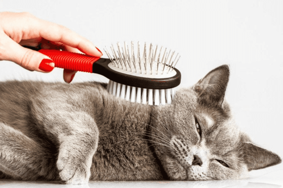 Why Is Brushing Important for Cats?