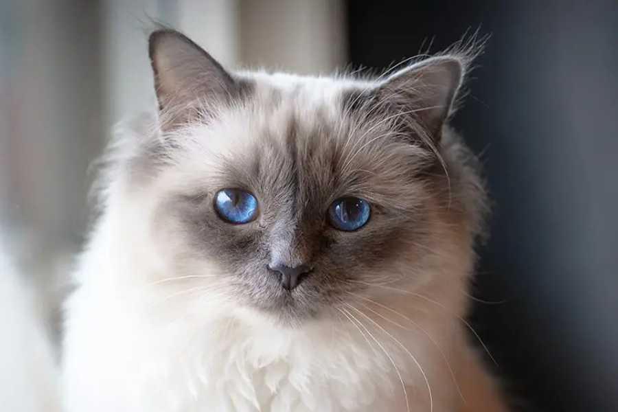 Birman