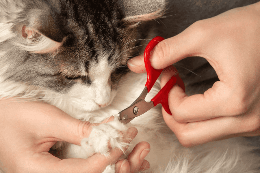 Cat with trimmed nails