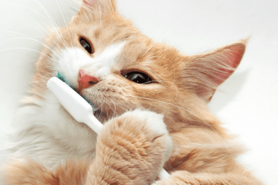 brushing cat's teeth