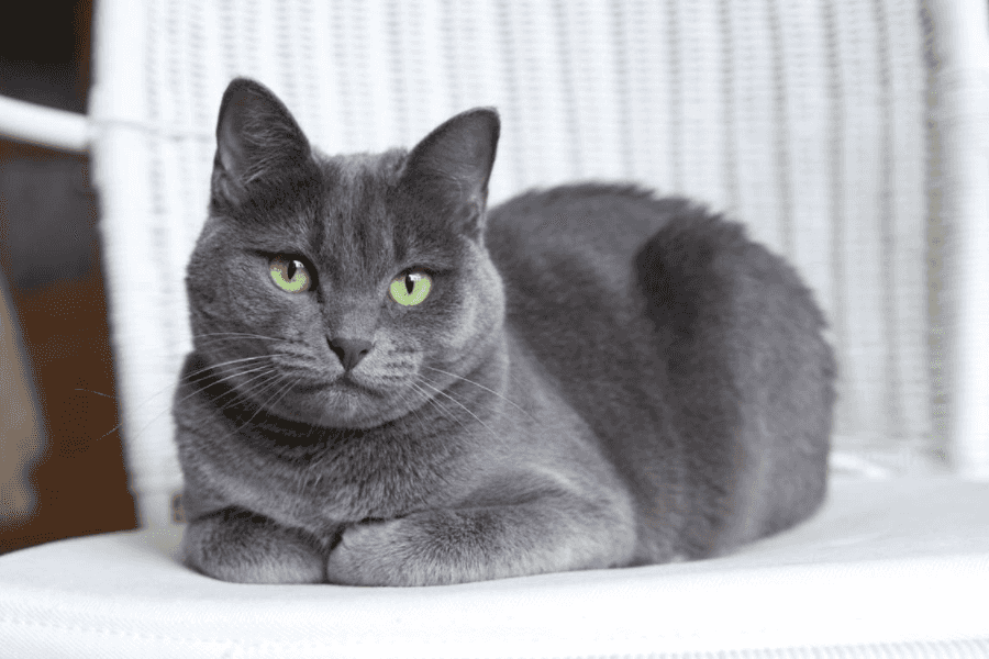 Russian Blue