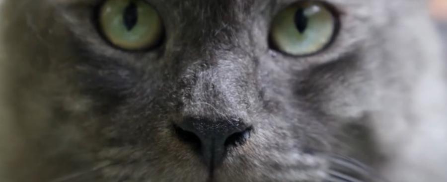 Why My Cat Has Watery Eyes and Do I Need to Visit a Vet?