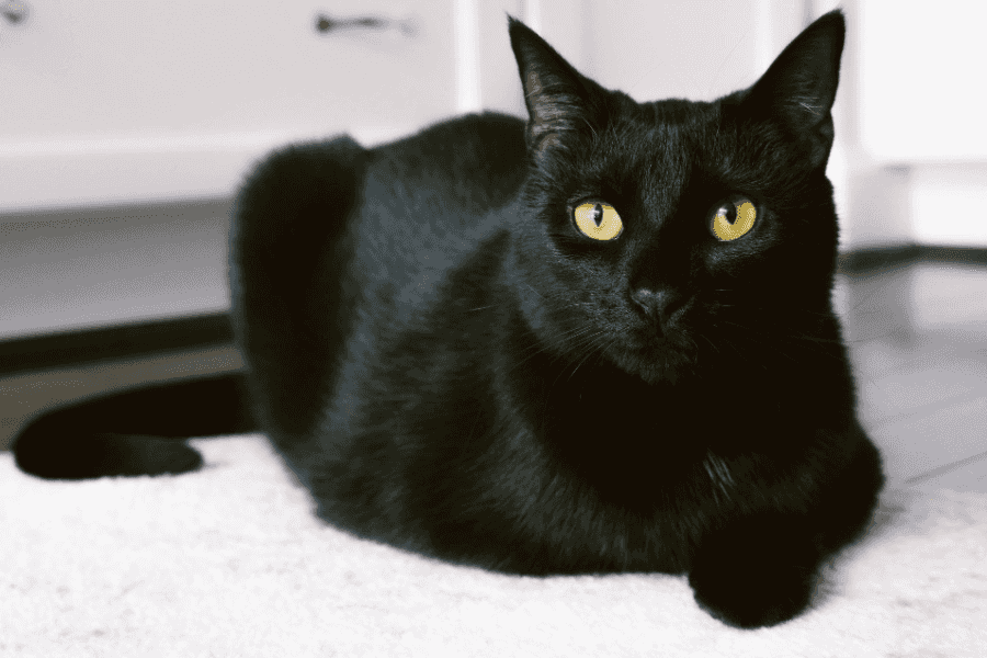 Bombay Cat